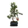 Tranche De Pierre De Bonsaï - Podocarpus Macrophyllus - Environ 6 Ans -VIDA Plantes Magasin 6495d328ecfd09.91069368