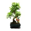 Troène Chinois Du Bonsaï - Ligustrum Sinensis - Env. 6 Ans -VIDA Plantes Magasin 6495d329d0cc23.46370647
