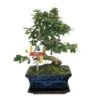 Bonsaï Fukientee - Carmona Microphylla - Environ 8 Ans -VIDA Plantes Magasin 6495d32b00b8b2.75237244