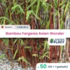 50 X Bambou Fargesia Asian Wonder En Pot De 1 L -VIDA Plantes Magasin 6495d341aeb519.00340675