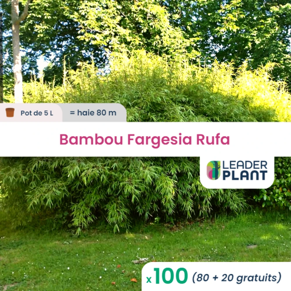 100 X Bambou Fargesia Rufa En Pot De 5 L 3 100 X Bambou Fargesia Rufa En Pot De 5 L