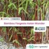 50 X Bambou Fargesia Asian Wonder En Pot De 5 L -VIDA Plantes Magasin 6495d6b354c231.49763149
