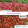 50 X Photinia Red Robin En Pot De 1 L -VIDA Plantes Magasin 6495d6b6d8cd22.29618206