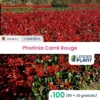 100 X Photinia Carré Rouge En Pot De 2 L -VIDA Plantes Magasin 6495d6b7b51234.91411799