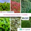 Kit Haie Persistante Et Fleurie 6 Variétés – Lot De 18 Plants En Pot De 4 L -VIDA Plantes Magasin 6495d6b8d179f4.18517274