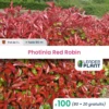 100 X Photinia Red Robin En Pot De 1 L -VIDA Plantes Magasin 6495d6b93cc429.16728885