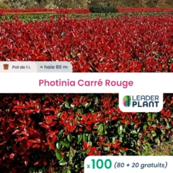 100 X Photinia Carré Rouge En Pot De 1 L