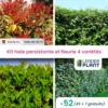 Kit Haie Persistante Et Fleurie - 4 Variétés - Lot De 52 Plants En Pot De 4 L -VIDA Plantes Magasin 6495d6bd496dc5.79554142