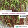 50 X Bambou Fargesia Asian Wonder 60/70 En Pot De 2 L -VIDA Plantes Magasin 6495d6bda7ce50.79489365