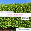 50 X Laurier Palme, Laurier Du Caucase, Laurier Cerise En Pot De 1 L -VIDA Plantes Magasin 6495d6be0e3577.77299489