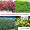 Haie Persistante 4 Saisons - Lot De 12 Plants En Pot De 4 L -VIDA Plantes Magasin 6495d6be655244.86949641