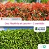 Duo Photinias Rouge Et Lauriers Verts – 2 Variétés – Lot De 12 Plants En Pot De 8 L -VIDA Plantes Magasin 6495d6bf877fa9.34835036