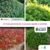 Kit Haie Persistante à Pousse Rapide – 4 Variétés - Lot De 4 Plants En Pot De 1 L -VIDA Plantes Magasin 6495d6bfdde112.23407930