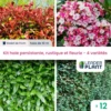 Kit Haie Persistante, Rustique Et Fleurie - 4 Variétés - Lot De 12 Plants En Godet -VIDA Plantes Magasin 6495d6c1164933.44020403