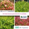 Kit Haie Basse Persistante - 4 Variétés - Lot De 100 Plants En Godet -VIDA Plantes Magasin 6495d6c16ffdd7.90269543