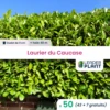 11 X Laurier Palme, Caucase En Pot De 1 L -VIDA Plantes Magasin 6495d6c2489a43.41791300