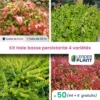 Kit Haie Basse Persistante - 4 Variétés - Lot De 50 Plants En Godet -VIDA Plantes Magasin 6495d6c3aba3d6.85998371