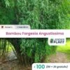 100 X Bambou Fargesia Angustissima En Pot De 1 L -VIDA Plantes Magasin 6495d6c4623422.23713643