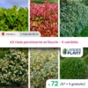 Kit Haie Persistante Et Fleurie 6 Variétés – Lot De 72 Plants En Pot De 1 L -VIDA Plantes Magasin 6495d6c51cf639.11979241
