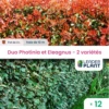 Duo De Lauriers Rouge Et Argent - 2 Variétés - Lot De 12 Plants En Pot De 4 L -VIDA Plantes Magasin 6495d6c5777d96.06536186