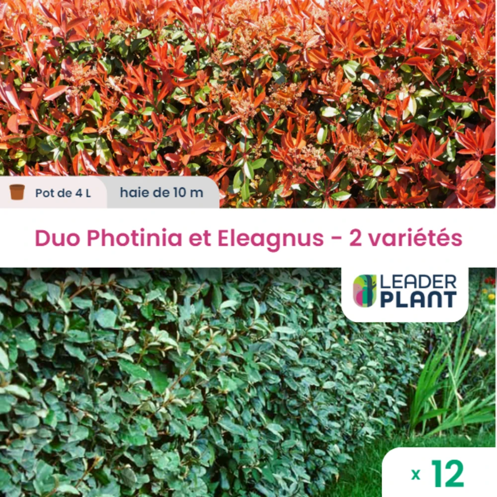 Duo De Lauriers Rouge Et Argent - 2 Variétés - Lot De 12 Plants En Pot De 4 L 3 Duo De Lauriers Rouge Et Argent - 2 Variétés - Lot De 12 Plants En Pot De 4 L