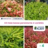 Kit Haie Basse Persistante - 4 Variétés - Lot De 4 Plants En Godet 2 Kit Haie Basse Persistante - 4 Variétés - Lot De 4 Plants En Godet -VIDA Plantes Magasin 6495d6c64a2bf3.25586447