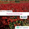50 X Photinia Carré Rouge En Pot De 1 L -VIDA Plantes Magasin 6495d6c6a86674.97414147