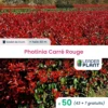 50 X Photinia Carré Rouge En Godet 1 50 X Photinia Carré Rouge En Godet -VIDA Plantes Magasin 6495da245a6e74.56472129