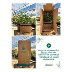 Kit Haie Plein Sud - 10 Jeunes Plants - 10 Jeunes Plants : Taille 20/40cm 9 Kit Haie Plein Sud - 10 Jeunes Plants - 10 Jeunes Plants : Taille 20/40cm -VIDA Plantes Magasin 6498bc7ba38600.55167975