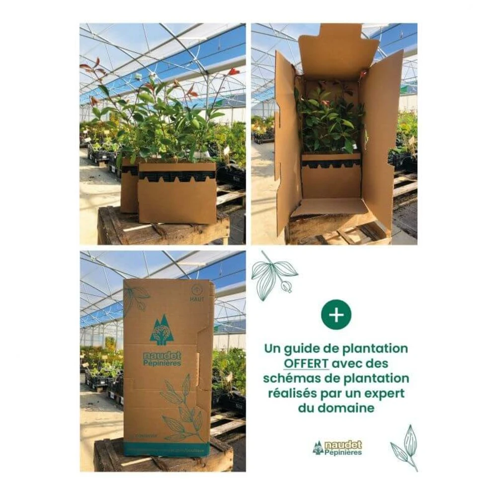 Kit Haie Plein Sud - 10 Jeunes Plants - 10 Jeunes Plants : Taille 20/40cm 6 Kit Haie Plein Sud - 10 Jeunes Plants - 10 Jeunes Plants : Taille 20/40cm â Image 4
