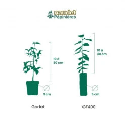 Kit Haie Plein Sud - 10 Jeunes Plants - 10 Jeunes Plants : Taille 20/40cm 8 Kit Haie Plein Sud - 10 Jeunes Plants - 10 Jeunes Plants : Taille 20/40cm -VIDA Plantes Magasin 6498bc7ba6e4a3.96822844