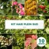 Kit Haie Plein Sud - 10 Jeunes Plants - 10 Jeunes Plants : Taille 20/40cm -VIDA Plantes Magasin 6498bc7bb64b04.31986450