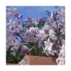 Morelle Faux Jasmin Jasminoides/pot De 3l - 60/120 Cm -VIDA Plantes Magasin 64999a192cf573.39916809