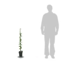 Mûre Tayberry/pot De 3l - 60/120 Cm -VIDA Plantes Magasin 64999dcb9e0fd1.88680686