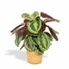 Calathea Médaillon Et Son Panier Naturel - H65cm, ø19cm - Plante D'intérieur -VIDA Plantes Magasin 64d54541c1f771da