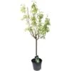 Poirier Jeanne D'Arc : Gobelet 3 Ans D'âge Ctr 12 Litres -VIDA Plantes Magasin 6528 1655464