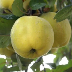 Cognassier Champion : Gobelet 3 Ans D'âge -VIDA Plantes Magasin 6532 002 1