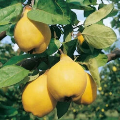 Cognassier Champion : Gobelet 3 Ans D'âge -VIDA Plantes Magasin 6532 004