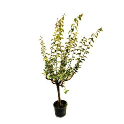 Cognassier Champion : Gobelet 3 Ans D'âge -VIDA Plantes Magasin 6532 005