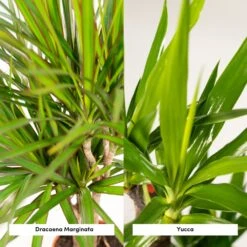 Yucca, Dracaena, Duo De Plantes - Plantes D'intérieur -VIDA Plantes Magasin 65a8ce2aef88353a