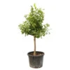 Citrus Lemon : C. 65L 18/20 -VIDA Plantes Magasin 662222 2058643