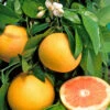 Pomelo : Pot 45 Litres -VIDA Plantes Magasin 662224 1657852