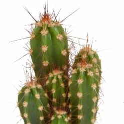 Cactus, Box De 5 Plantes - H8cm, ø5,5cm - Plantes D'intérieur -VIDA Plantes Magasin 664e171e2bda6fec