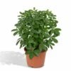 Schefflera Nora - H50cm, ø21cm - Plante D'intérieur -VIDA Plantes Magasin 66b3b3178c0de5cc