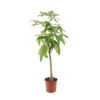 Pachira Tressé : H.150/160cm, Pot D.27cm -VIDA Plantes Magasin 674123 001