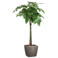 Pachira Tressé : H.150/160cm, Pot D.27cm -VIDA Plantes Magasin 674123 002