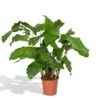 Calathea Network - 30cm, ø14cm - Plante D'intérieur -VIDA Plantes Magasin 677dba7a6dcc65c5