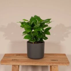 Caféier Arabica - H25cm, ø12cm - Plante D'intérieur -VIDA Plantes Magasin 6797a8a46496e0f1
