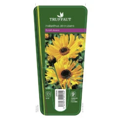 Soleil Vivace : Lot De 3 Godets -VIDA Plantes Magasin 682893 001