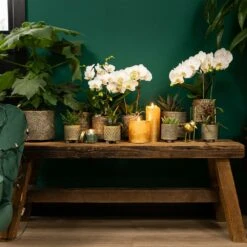 Haworthia Limifolia - ø6cm - H11cm, ø6cm - Plante D'intérieur -VIDA Plantes Magasin 6945dc1ff6ec8dda